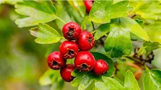 Cardio Slim Tea Ingredients 